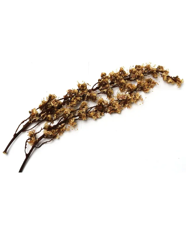 1-2 Fleurs de Chataigner Livraison Express